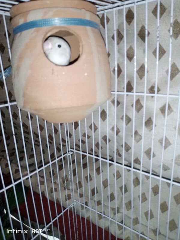 Love bird and budgie pair for sale , DHA Lahore 1