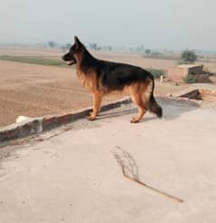 German Shepherd category long coat male for sale age 6 month