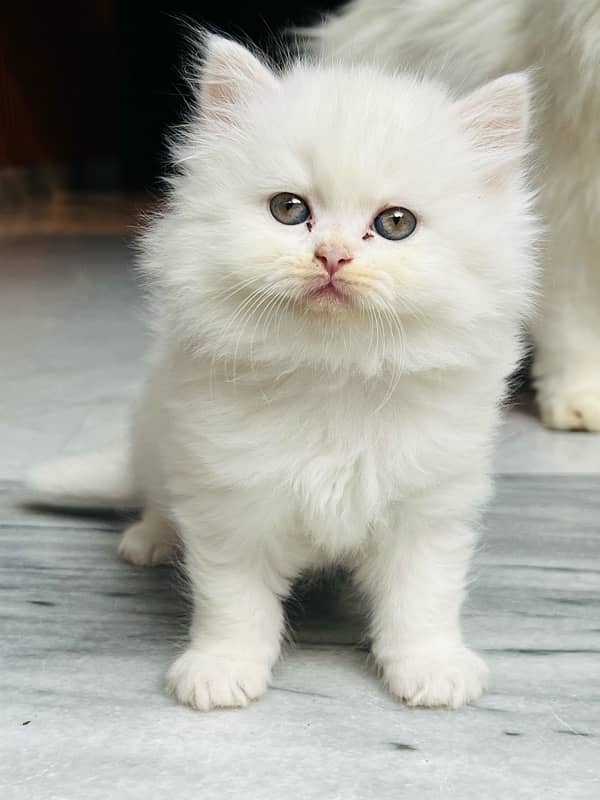 Pure persian kittens 2