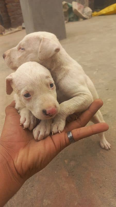 bully gultair x baby's. 2 females 5