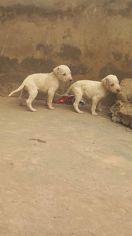 bully gultair x baby's. 2 females 14