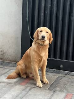 9 months golden retriever male pedigree dog.