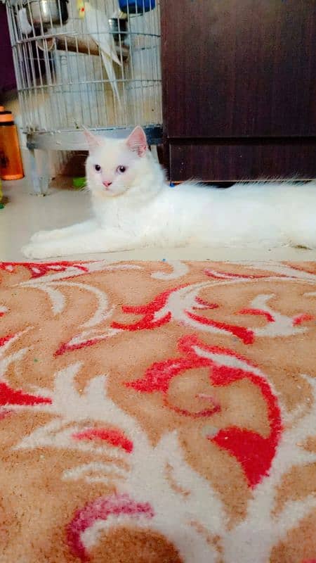 White female Persian cat 1