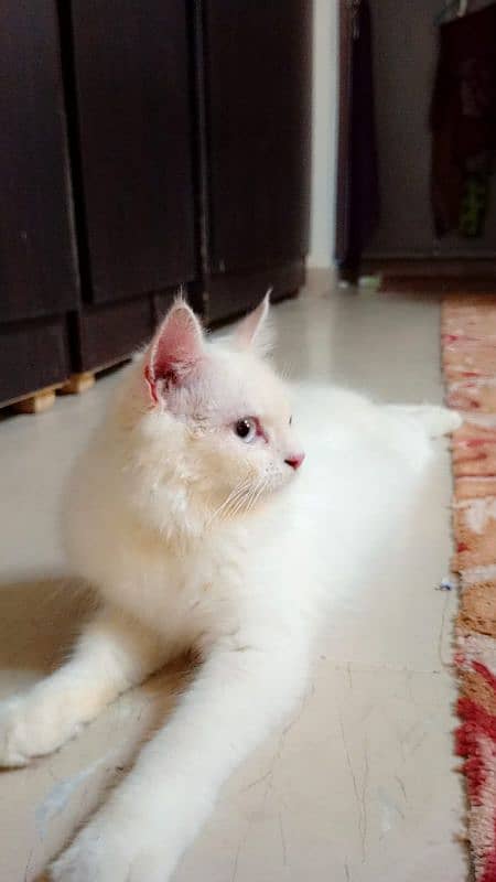 White female Persian cat 2