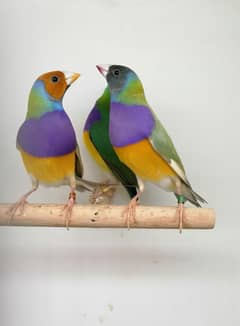 LADY GOULDIAN GOLDIAN FINCH PAIRS