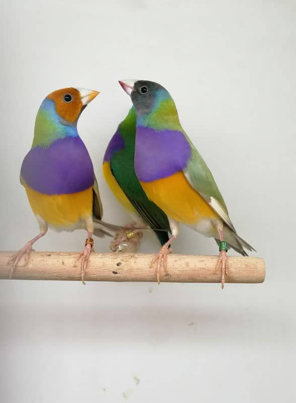 LADY GOULDIAN GOLDIAN FINCH PAIRS 0