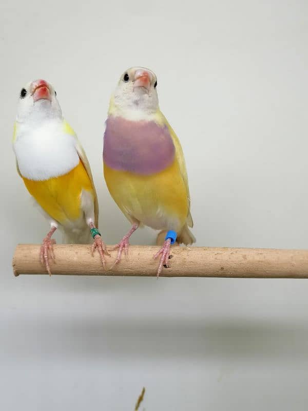 LADY GOULDIAN GOLDIAN FINCH PAIRS 1