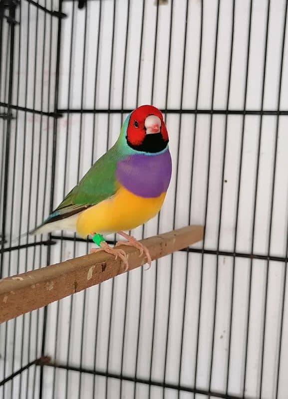 LADY GOULDIAN GOLDIAN FINCH PAIRS 3