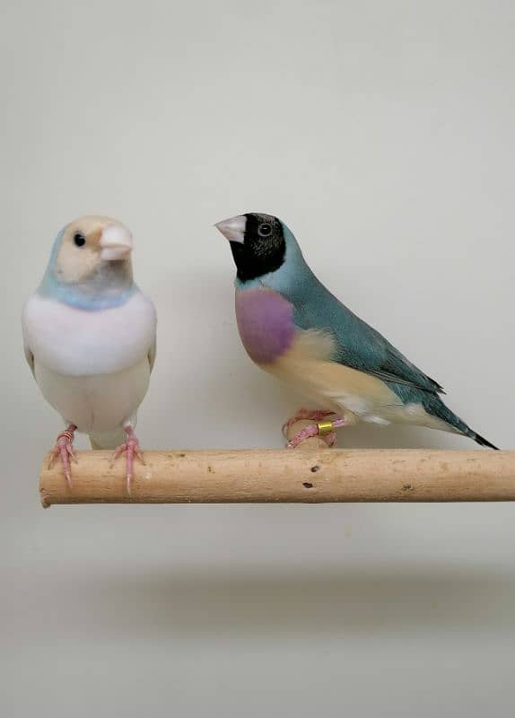 LADY GOULDIAN GOLDIAN FINCH PAIRS 5