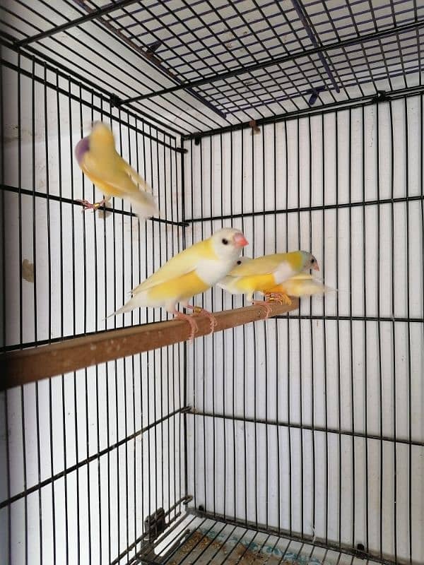 LADY GOULDIAN GOLDIAN FINCH PAIRS 8