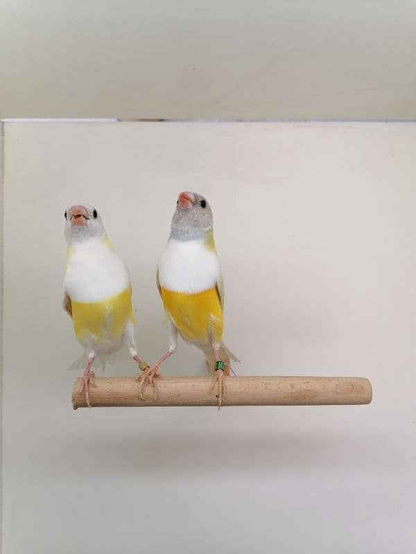 LADY GOULDIAN GOLDIAN FINCH PAIRS 10