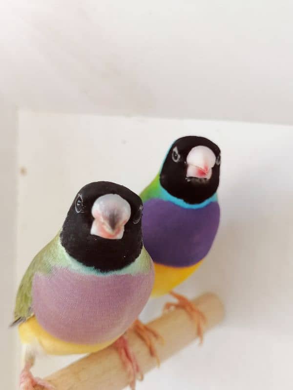 LADY GOULDIAN GOLDIAN FINCH PAIRS 11