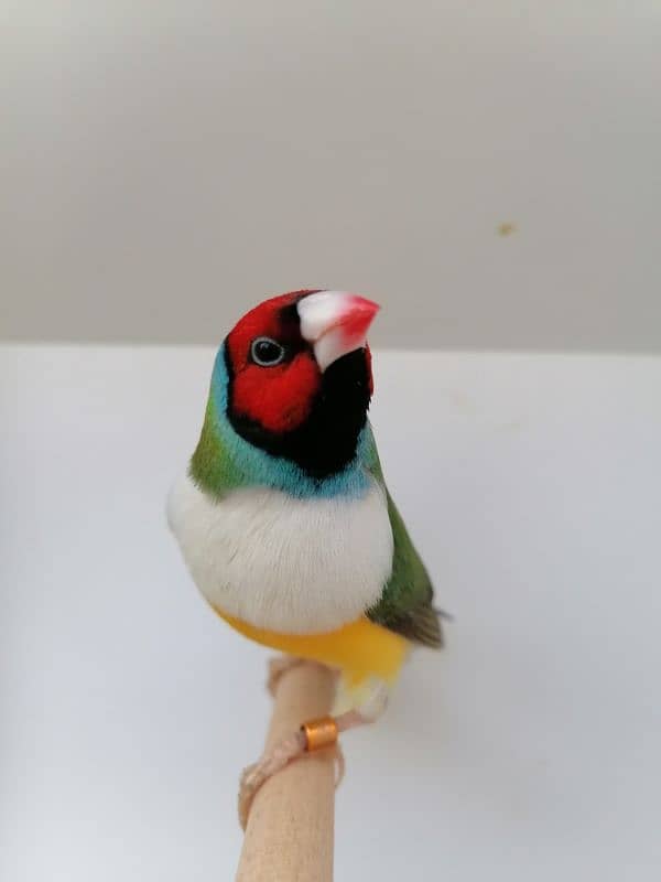 LADY GOULDIAN GOLDIAN FINCH PAIRS 12