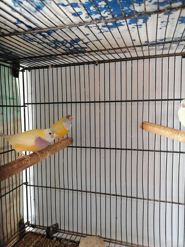 LADY GOULDIAN GOLDIAN FINCH PAIRS 13