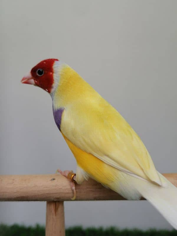 LADY GOULDIAN GOLDIAN FINCH PAIRS 14