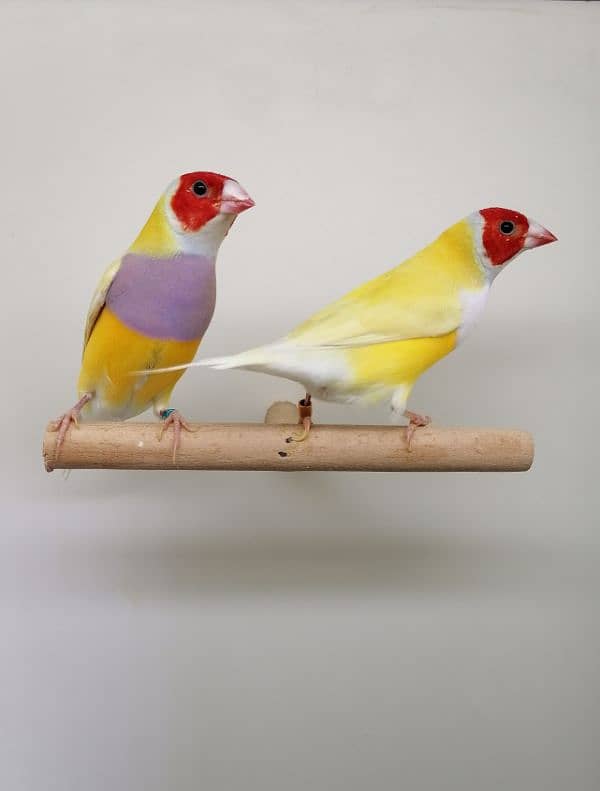 LADY GOULDIAN GOLDIAN FINCH PAIRS 15