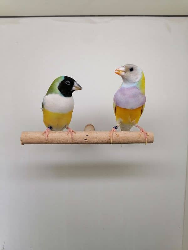 LADY GOULDIAN GOLDIAN FINCH PAIRS 16