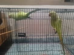 Parrots for sale