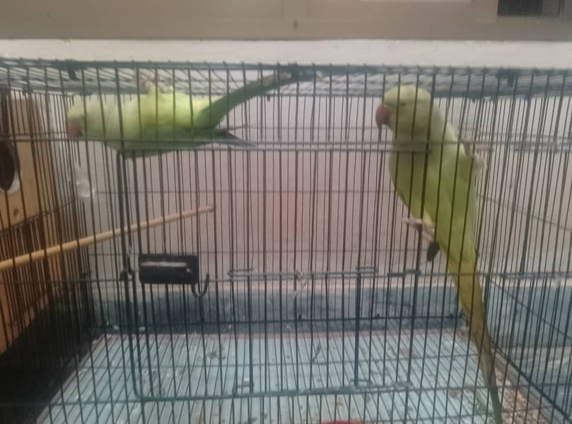 Parrots for sale 0