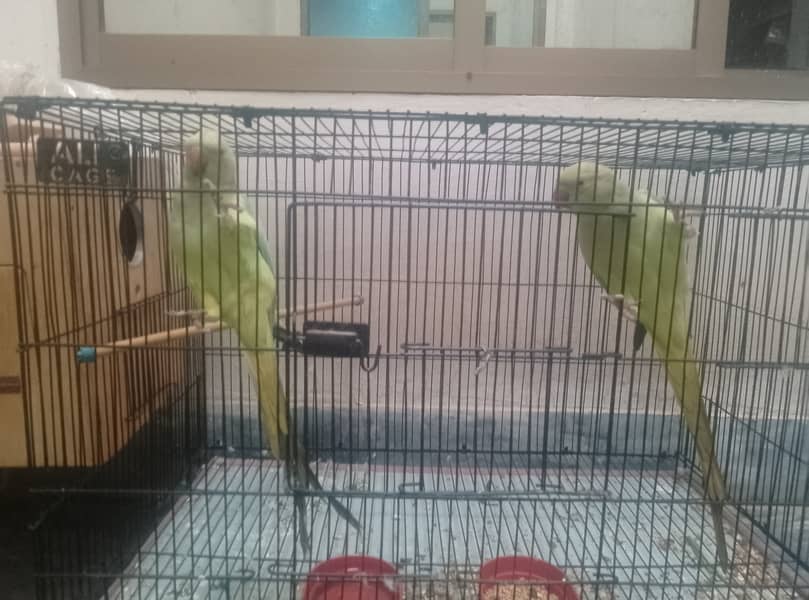 Parrots for sale 1