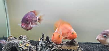 Parrot Fish and Marble Vieja Cichlid Fish