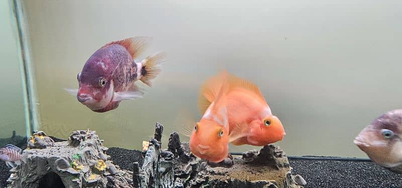 Parrot Fish and Marble Vieja Cichlid Fish 0