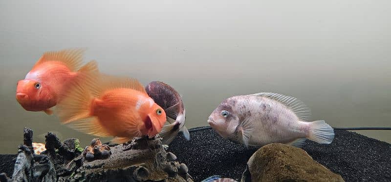 Parrot Fish and Marble Vieja Cichlid Fish 3