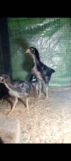 King Size Black OShamo Chicks Available