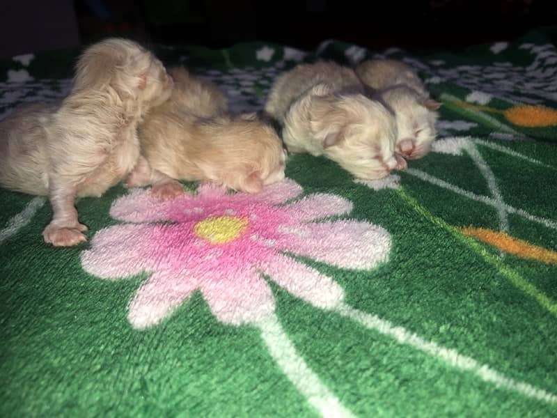 persian cats 3