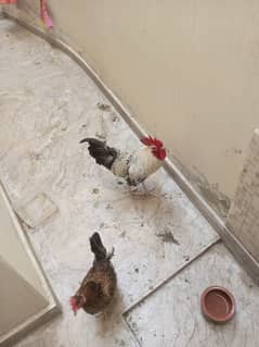 home raised desi egg laying pair