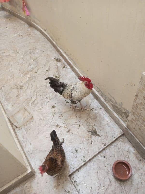 home raised desi egg laying pair 0