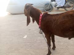 Punjab nasal bakra (White eyes)