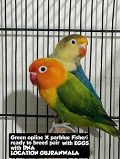 LOVE BIRDS BREEDER PAIR FOR SALE