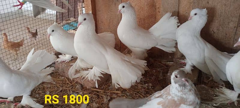 White Lacky for sale. 1