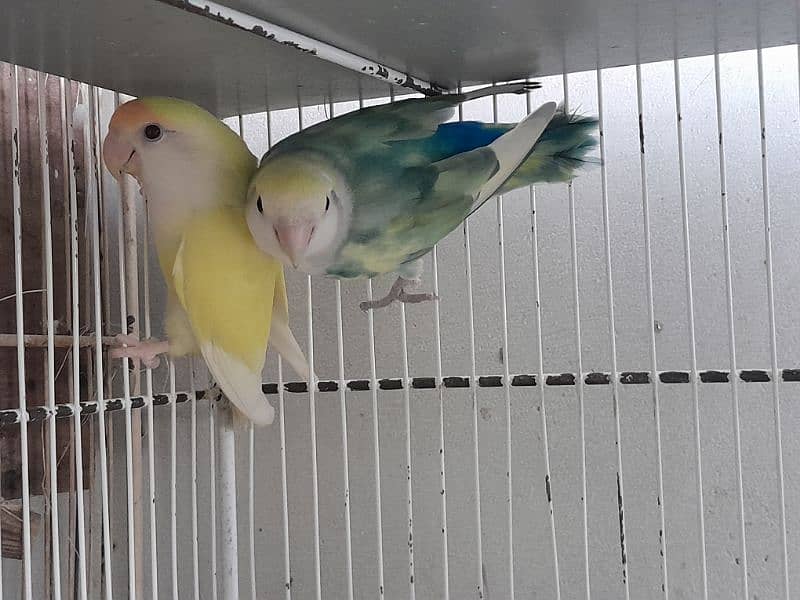 Color lovebirds breeder pairs 3