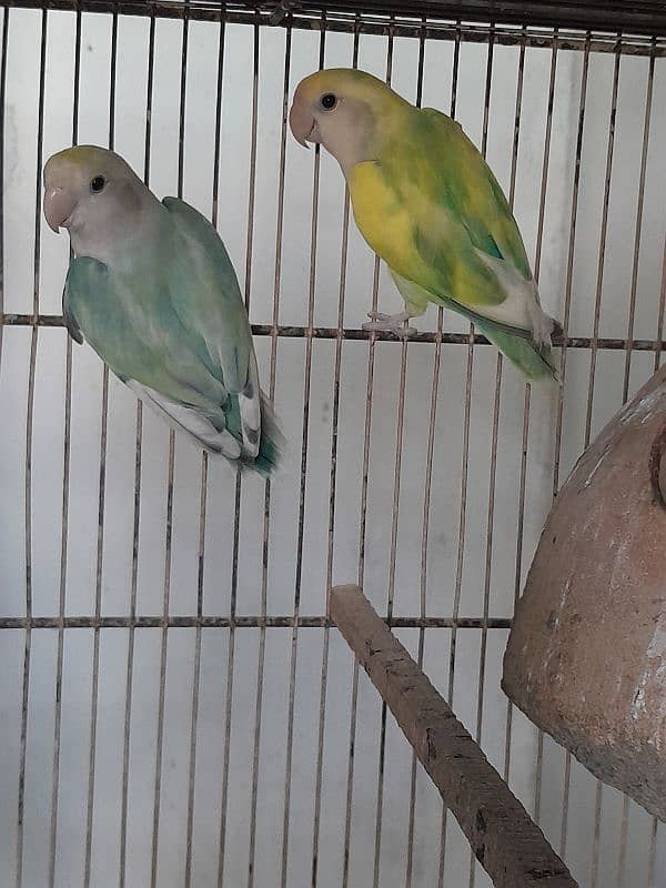 Color lovebirds breeder pairs 6