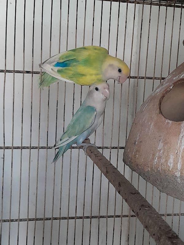 Color lovebirds breeder pairs 7