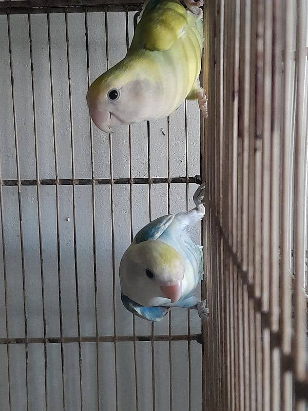 Color lovebirds breeder pairs 8