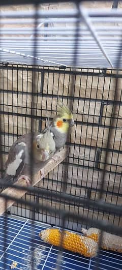 Cockatiel