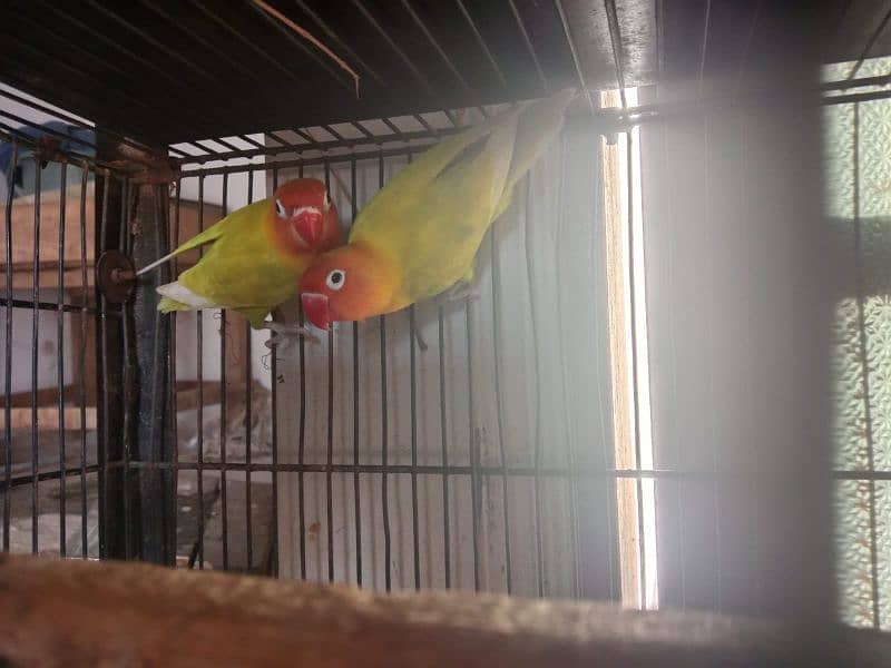 cage with parrots 1