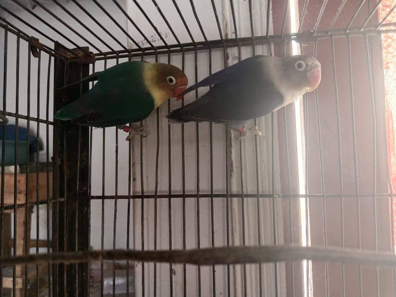 cage with parrots 2