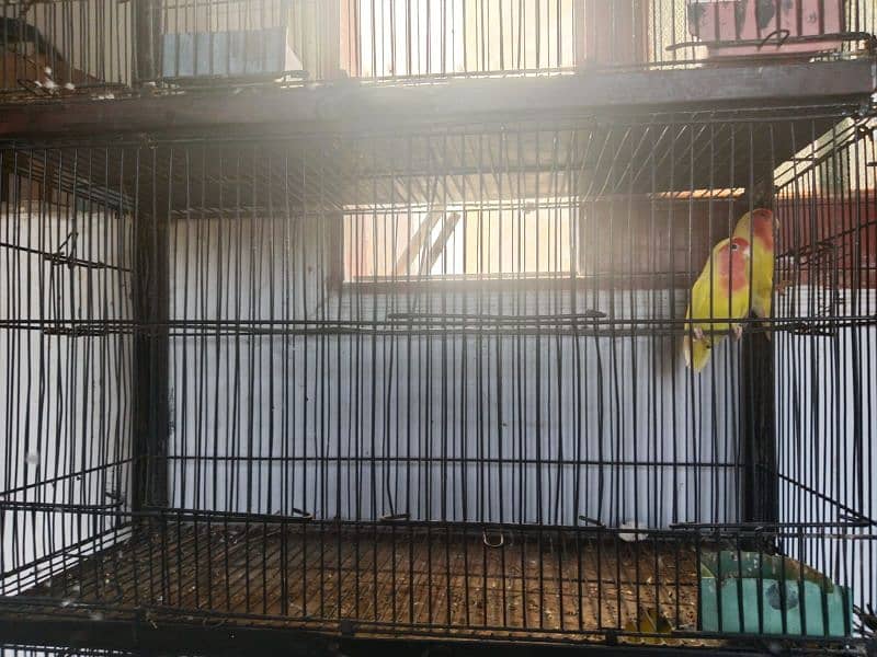 cage with parrots 3