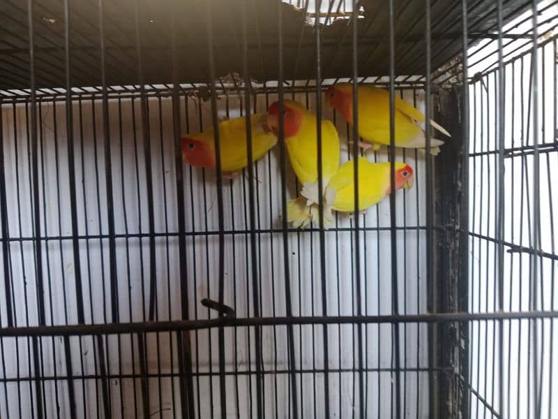 cage with parrots 4