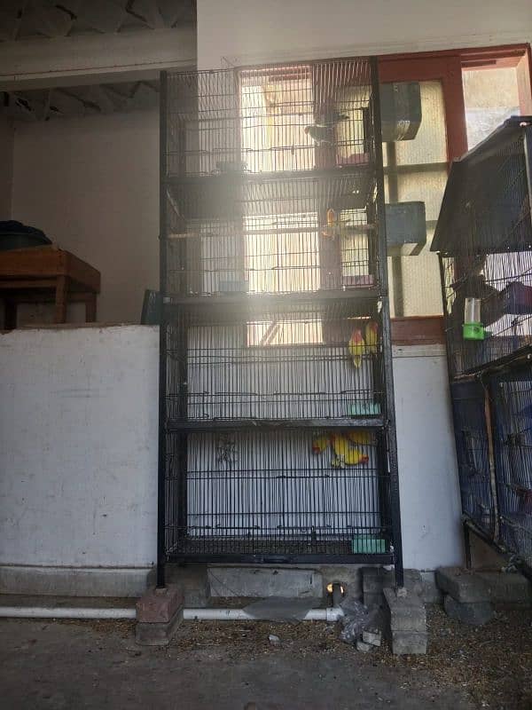 cage with parrots 5