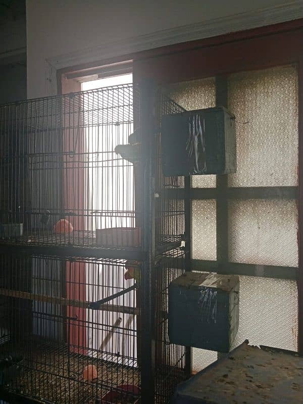 cage with parrots 6