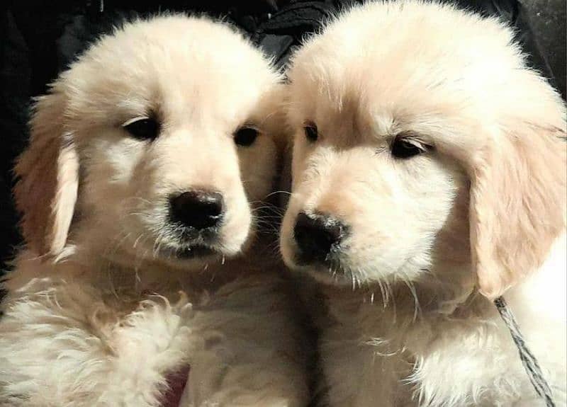 Imported golden retriever puppies available for sale 0