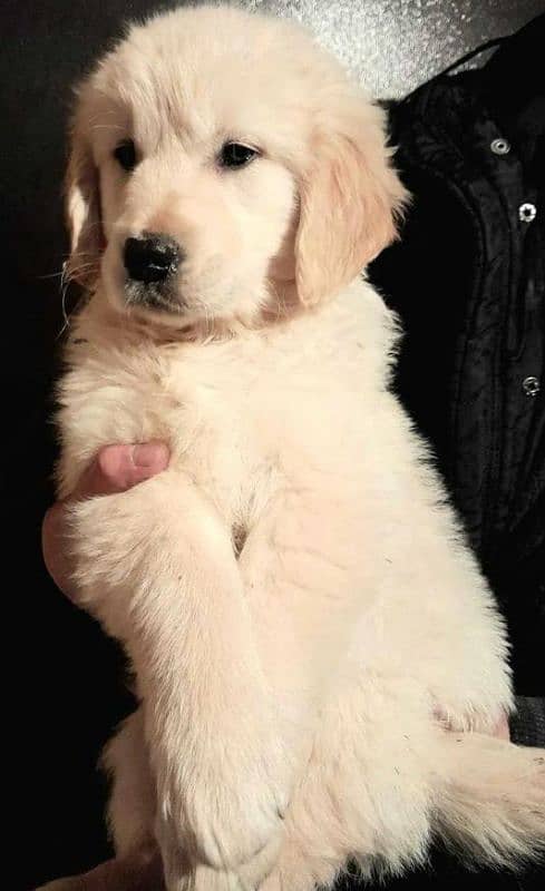 Imported golden retriever puppies available for sale 1