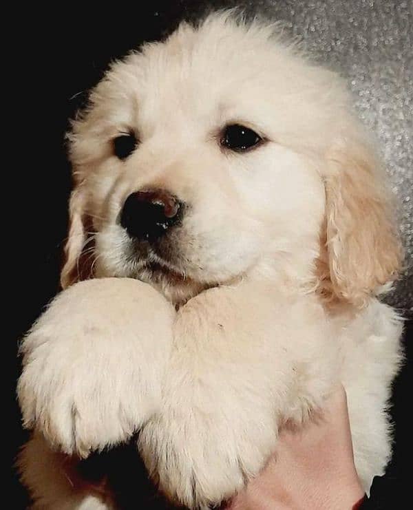 Imported golden retriever puppies available for sale 2