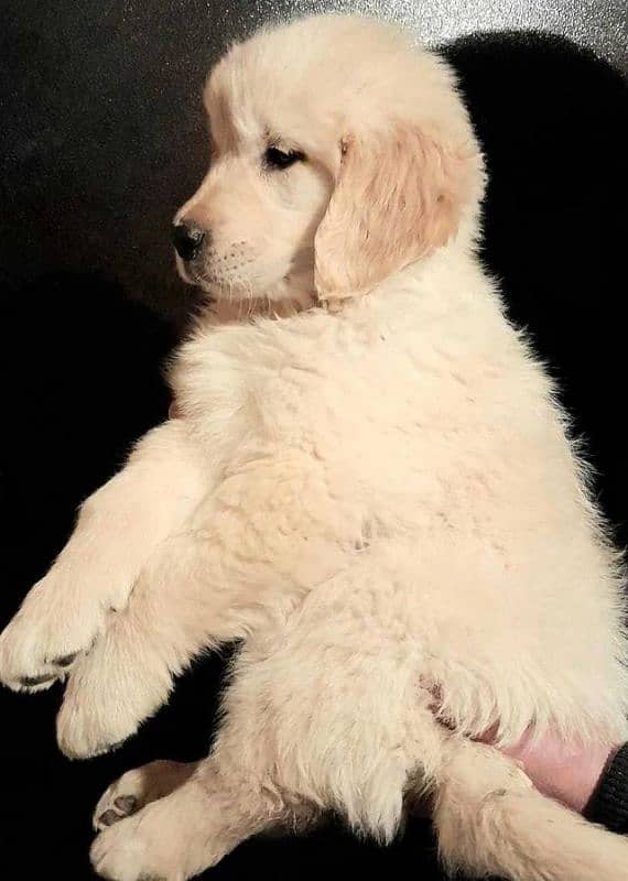 Imported golden retriever puppies available for sale 3