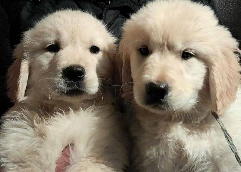 Imported golden retriever puppies available for sale 4